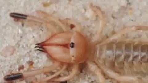 Araña que come carne humana.