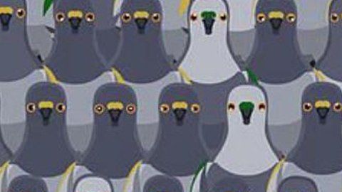 Reto visual que trata de encontrar al gato entre las palomas.