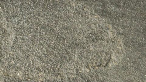 La vainilla era una de las especias más veneradas por los aztecas y es conocida como uno de los más poderosos antioxidantes actúa de manera efectiva combatiendo los radicales libres y el envejecimiento prematuro.