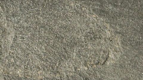 La vainilla era una de las especias más veneradas por los aztecas y es conocida como uno de los más poderosos antioxidantes actúa de manera efectiva combatiendo los radicales libres y el envejecimiento prematuro.