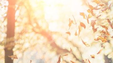 Integra en tu alimentación ingredientes locales y de temporada, son la mejor manera de fortalecer al sistema inmunológico.