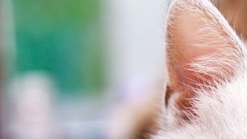 shutterstock_1235997691