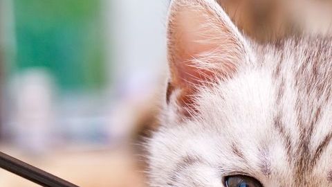 shutterstock_1235997691