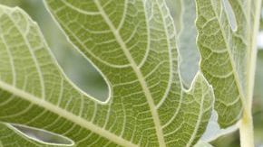 Su nombre común es higuera.