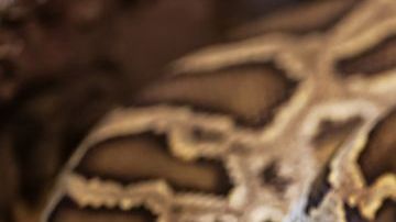 Las pitones no tienen colmillos y se alimentan de animales pequeños.