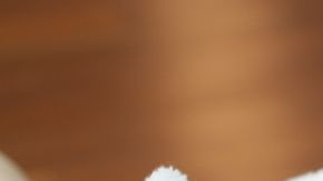 shutterstock_411887776