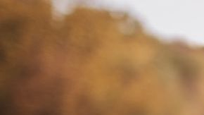 El jarabe de bayas del saúco destaca por sus propiedades antivíricas, expectorantes y su alto contenido en compuestos que fortalecen al sistema inmunitario.