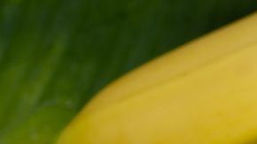 Poderosa bebida que aumenta el rendimiento físico y mental, mejora los estados de fatiga y fomenta la buena memoria.