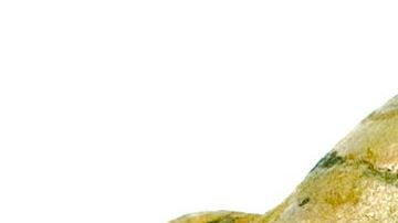 La cúrcuma es una poderosa planta digestiva, recomendada para digerir mejor los alimentos. Su consumo esta recomendado en casos de dispepsias, indigestiones y gases.