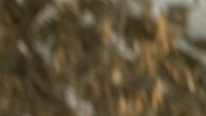 Carros sepultados por la nieve en Denver, Colorado.