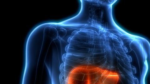 El hígado es el órgano más grande del cuerpo humano.