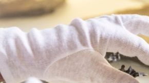 Danuvius guggenmosi tenía brazos similares a los de un bonobo, pero sus piernas eran similares a las de los humanos.