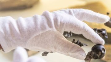 Danuvius guggenmosi tenía brazos similares a los de un bonobo, pero sus piernas eran similares a las de los humanos.