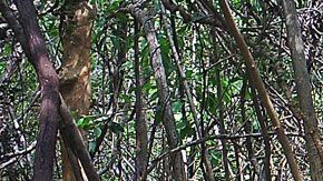 El ciervo ratón está gravemente amenazado por la caza indiscriminada.