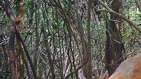 El ciervo ratón está gravemente amenazado por la caza indiscriminada.