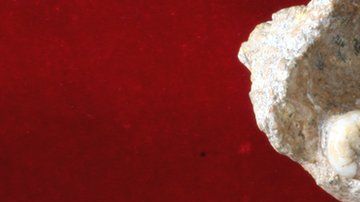 109655528_gigantomandible-3-p1-m2-72mm