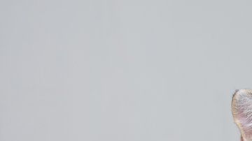 A los gatos siempre parece haberlos acompañado la mala fama.