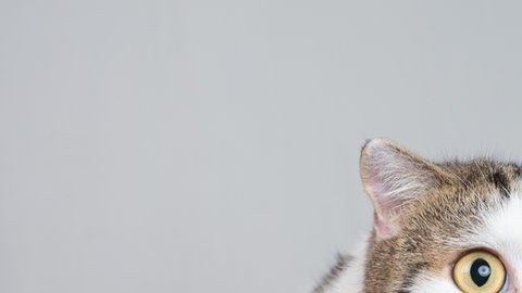 A los gatos siempre parece haberlos acompañado la mala fama.