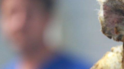 Un koala en un hospital de Nueva Gales del Sur.