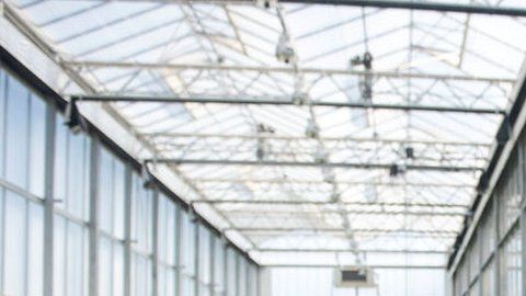 Se puede cultivar cannabis de forma legal en varios estados en Estados Unidos.