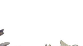 Los dinosaurios murieron hace cerca de 66 millones de años.