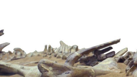 Los dinosaurios murieron hace cerca de 66 millones de años.