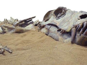 Los dinosaurios murieron hace cerca de 66 millones de años.