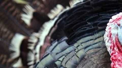 109904450_gettyimages-72806614