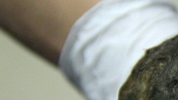 El cuerpo del animal fue hallado en excelente estado de conservación.