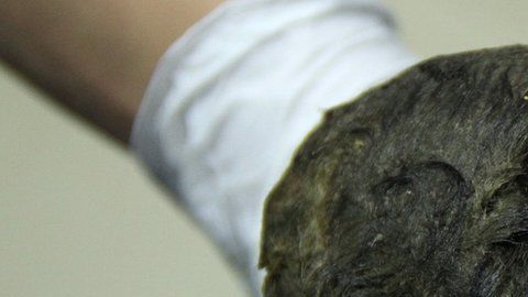 El cuerpo del animal fue hallado en excelente estado de conservación.