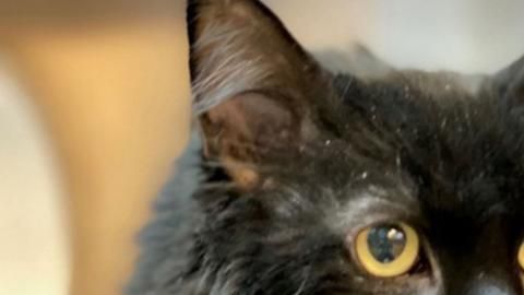 Sasha fue encontrada después de cinco años.