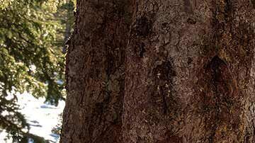 La Jeep Wrangler es todo en uno: todo terreno, SUV y un auto con muchos lujos