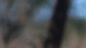 Un ciervo de cola blanca.