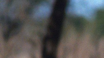 Un ciervo de cola blanca.