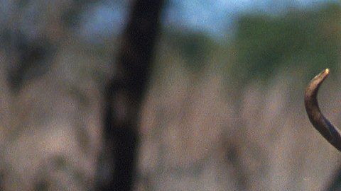 Un ciervo de cola blanca.