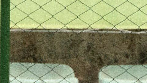 Brasil se presentará ante su afición para enfrentar a Italia.