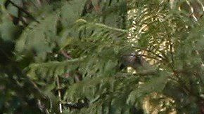 Forenses procesan los cadáveres hallados en Tonalá, Jalisco.