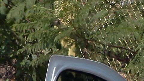 Forenses procesan los cadáveres hallados en Tonalá, Jalisco.