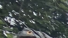 En la zona montañosa de Utuado los agricultores trabajan de sol a sol para poder recuperarse por completo de las secuelas del huracán María.