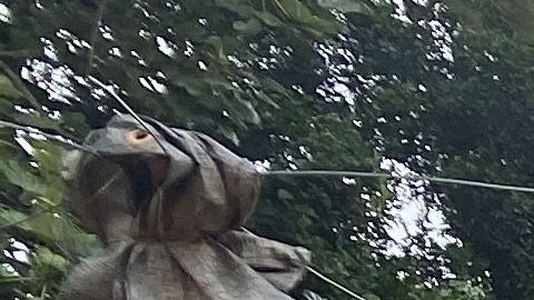 En la zona montañosa de Utuado los agricultores trabajan de sol a sol para poder recuperarse por completo de las secuelas del huracán María.