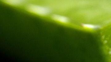 ALOE VERA-Franziska Ingold-PIXABAY