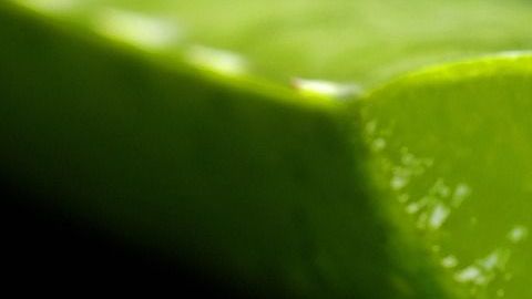 ALOE VERA-Franziska Ingold-PIXABAY