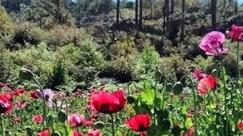 Plantíos de amapola