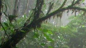 La selva amazónica.