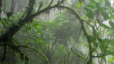 La selva amazónica.