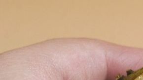 El agua de guanábana es un verdadero tesoro natural contiene vitaminas, minerales, antioxidantes y es una fuente natural de fibra.