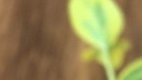 bebida-licuado-Ana Gavra-pexels