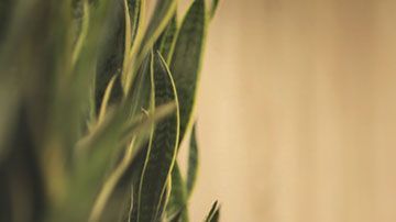 Los estafadores estarán a la orden del día tratando de quitarte tu dinero a través de trampas.