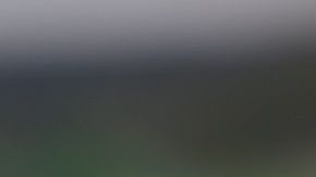 blackberries-zarzamoras-pxhere