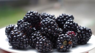 blackberries-zarzamoras-pxhere